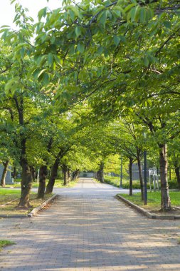 Gündüz vakti yeşil ağaçları ve bitkileri olan güzel bir park. 