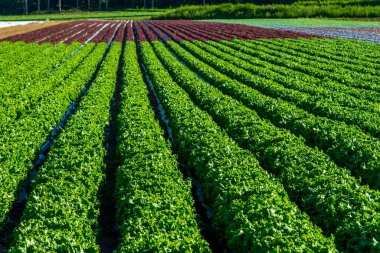 Yaz tarlasında sıralanmış yeşil bitkiler 