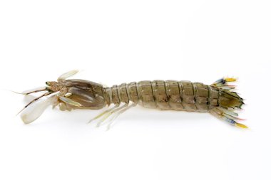 Renkli deniz kabuklularının yakın çekimi