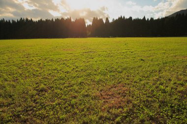 Akşamları ağaçlarla ve yeşil çimlerle kaplı güzel bir manzara.          