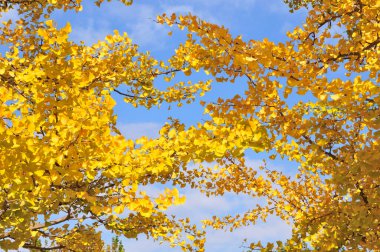 Parkta güzel sonbahar yaprakları 