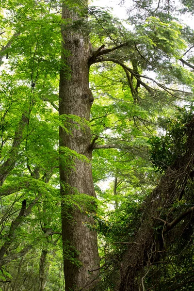 森の緑の木 — ストック写真