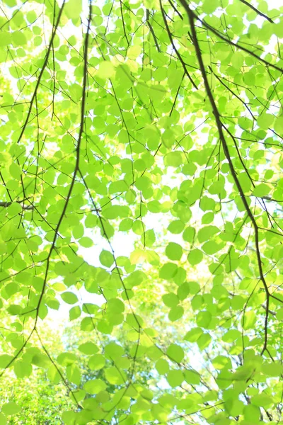 Gyönyörű Zöld Levelek Háttérben Egy Napos Nyári Park — Stock Fotó