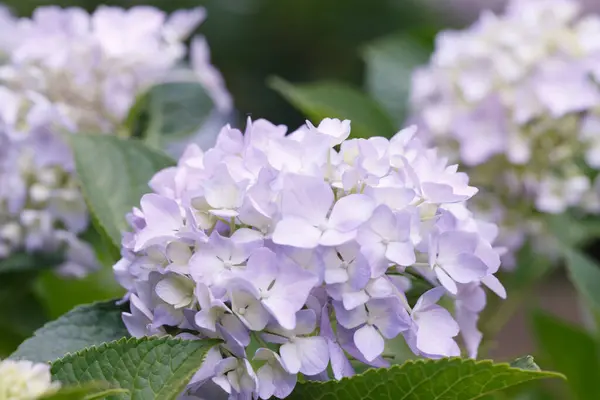 Mooie Hortensia Bloemen Bloeien Zomer — Stockfoto