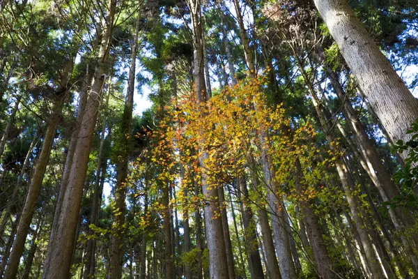 Красива Осінь Лісі Барвисте Осіннє Листя — стокове фото