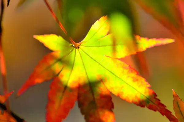 秋の季節に残る赤いメープル — ストック写真