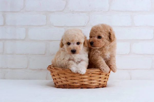 Primer Plano Lindos Cachorros Sobre Fondo Blanco —  Fotos de Stock