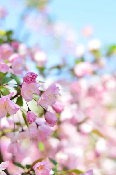 Schöne Rosa Blüten Frühling Baumblüten Frühlingsgarten — Stockfoto