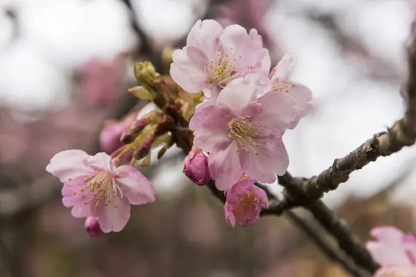cherry blossoms in korea, tokyo