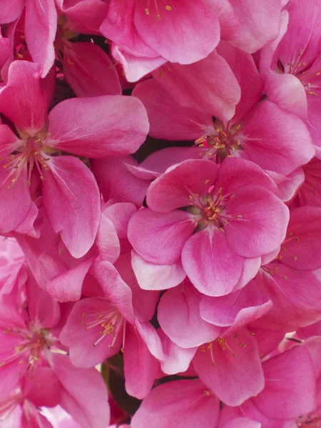 Belles Fleurs Sakura Sur Fond Nature — Photo