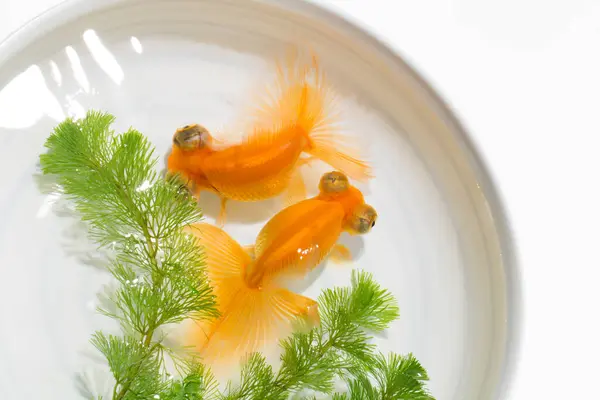 Peixinhos Dourados Tigela Branca Vista Perto — Fotografia de Stock