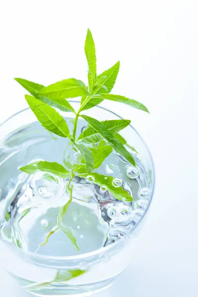 Glas Met Water Verse Plant Met Groene Bladeren Witte Achtergrond — Stockfoto