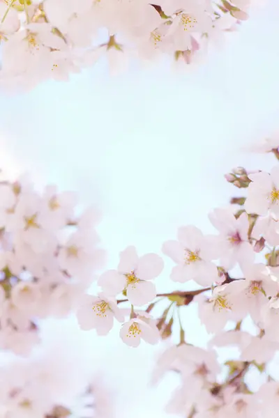 Красивые Весенние Цветы Вишни Дереве — стоковое фото