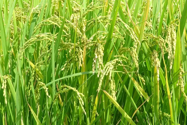 Zelené Rýžové Pole Zemědělství Pozadí — Stock fotografie