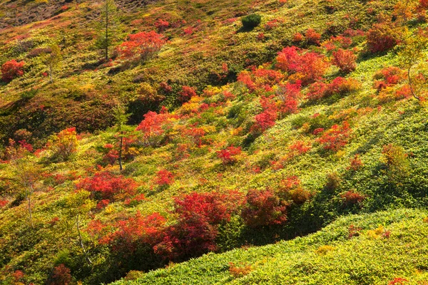 Κόκκινα Φύλλα Σφενδάμου Κατά Την Φθινοπωρινή Περίοδο — Φωτογραφία Αρχείου