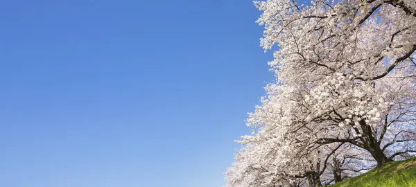 Bahar parkında çiçek açan ağaçların güzel manzarası       