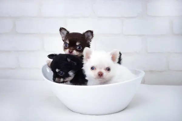 Trois Chihuahua Chiots Avec Bol — Photo