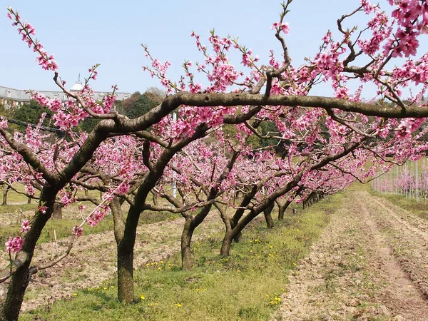 白日樱花树 — 图库照片