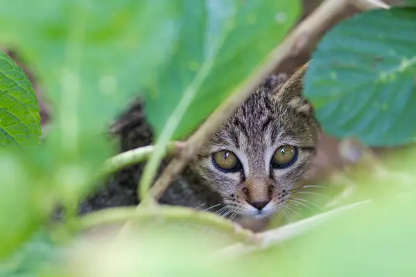 Retrato Gato Floresta — Fotografia de Stock