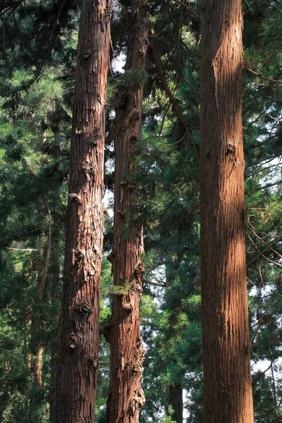Giant Sequoia Trees Park — Stock Photo, Image