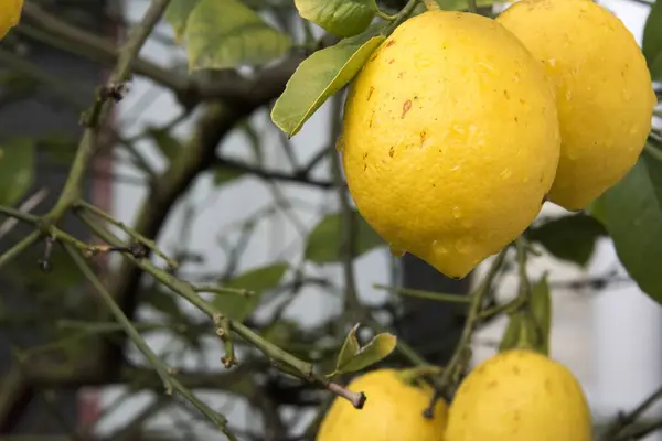 Primer Plano Árbol Limón Jardín — Foto de Stock