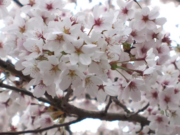 Flores Cerezo Jardín Primavera — Foto de Stock