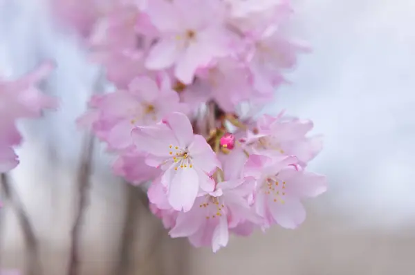 Lkbaharda Güzel Pembe Kiraz Çiçeklerinin Yakın Plan Görüntüsü — Stok fotoğraf