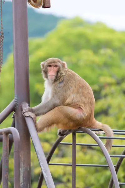 Hayvanat Bahçesindeki Şirin Maymunlar — Stok fotoğraf