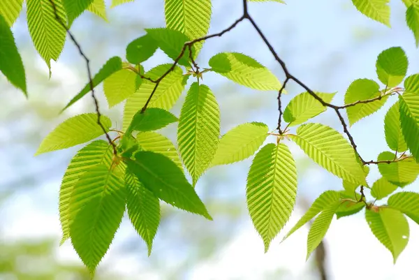 Κλαδί Δέντρου Πράσινα Φύλλα Ενάντια Στον Γαλάζιο Ουρανό — Φωτογραφία Αρχείου