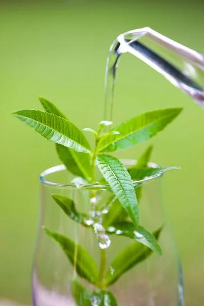 Νερό Χύνεται Ένα Ποτήρι Ένα Πράσινο Φυτό — Φωτογραφία Αρχείου