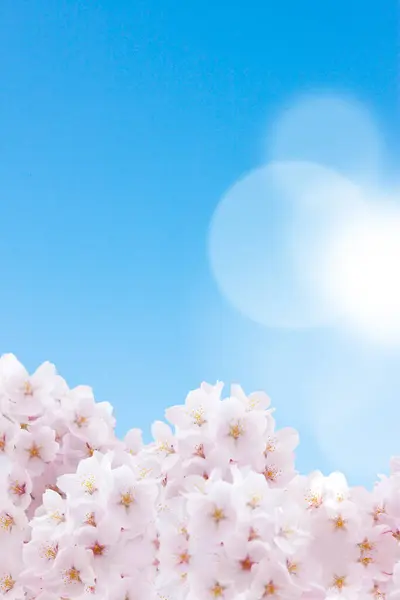 Весенний Фон Цветения Вишни Голубого Неба — стоковое фото
