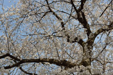 Bahar parkında çiçek açan güzel ağaçlar       