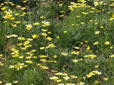 Bahçedeki güzel çiçekler