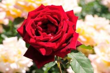 Bahçede kırmızı gül