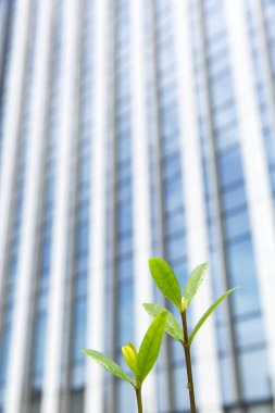 Gökdelenin önünde büyüyen yeşil bitki