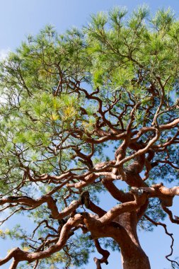 Mavi gökyüzüne karşı ağaç dallarının düşük açılı görüntüsü    