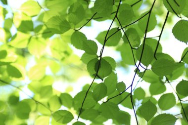 Güneşli bir yaz parkının arka planında güzel yeşil yapraklar.       