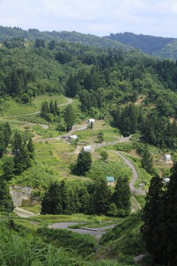 Evleri olan ormandaki bir yol manzarası 