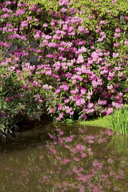 Suyun altındaki bahçede güzel çiçekler