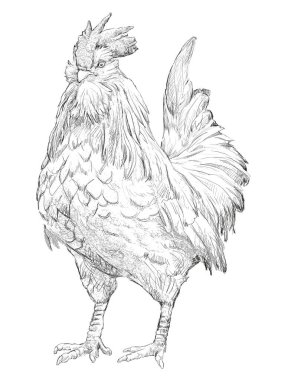 Beyaz arkaplanda horozun el çizimi 