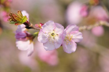 Güzel bahar çiçeklerinin yakın plan görüntüsü, kiraz çiçekleri        