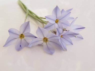 Mavi çiçekler ve beyaz arka planda izole edilmiş bir buket beyaz kardelen.