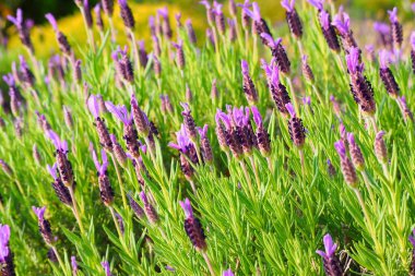 Yazın bahçedeki güzel lavanta çiçeklerinin yakın çekimi.     