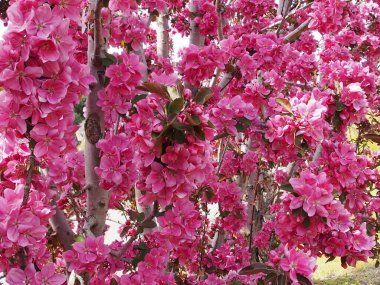 Doğadaki güzel sakura çiçekleri