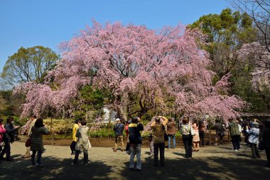 Japonya 'da kiraz çiçekleri, Tokyo, Japonya