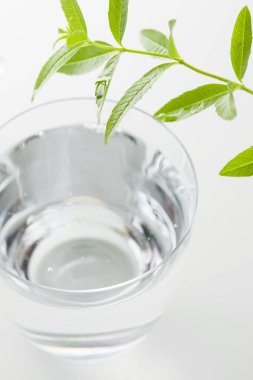 Su dolu cam ve beyaz arka planda yeşil yapraklı taze bitki.         