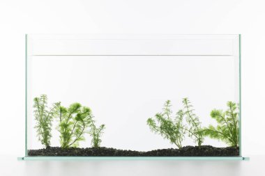 Beyaz arka plan üzerinde izole akvaryum