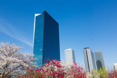 Güneşli bahar gününde kiraz çiçekleri ve gökdelenler 