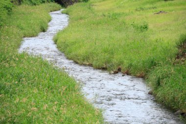  Ormanda akan dere ve yeşil çimenler 