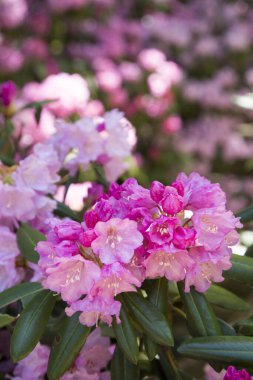 Güzel çiçekler, yakın görüş, çiçek konsepti